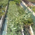 Rakytník rešetliakový (Hippophae rhamnoides) ‘NIVELENA’ - výška 20-40 cm, kont.P9/P11 - Samica